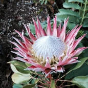 The King Protea, national flower of South Africa as seen from Kirstenbosch Botanical Gardens